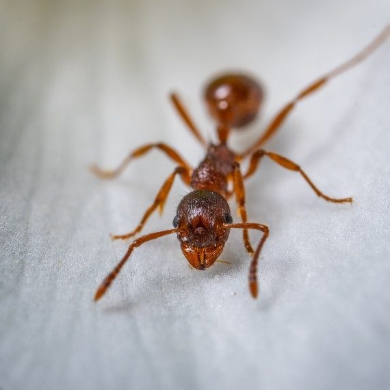 Field Ants, Pest Control in Mortlake, SW14. Call Now! 020 8166 9746