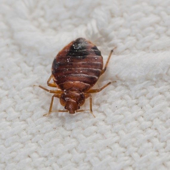 Bed Bugs, Pest Control in Mortlake, SW14. Call Now! 020 8166 9746