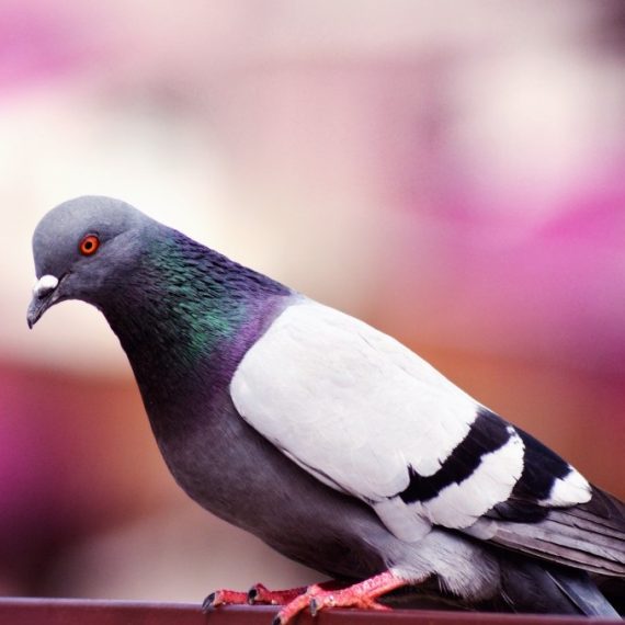 Birds, Pest Control in Mortlake, SW14. Call Now! 020 8166 9746