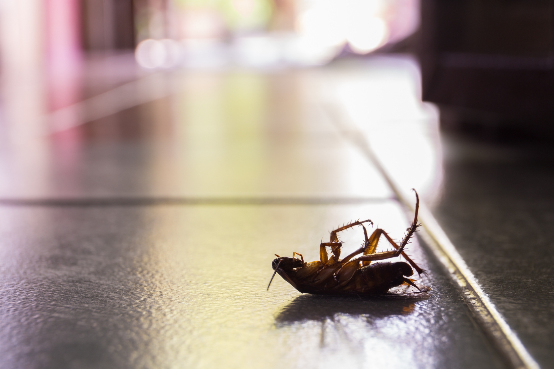 Cockroach Control, Pest Control in Mortlake, SW14. Call Now 020 8166 9746