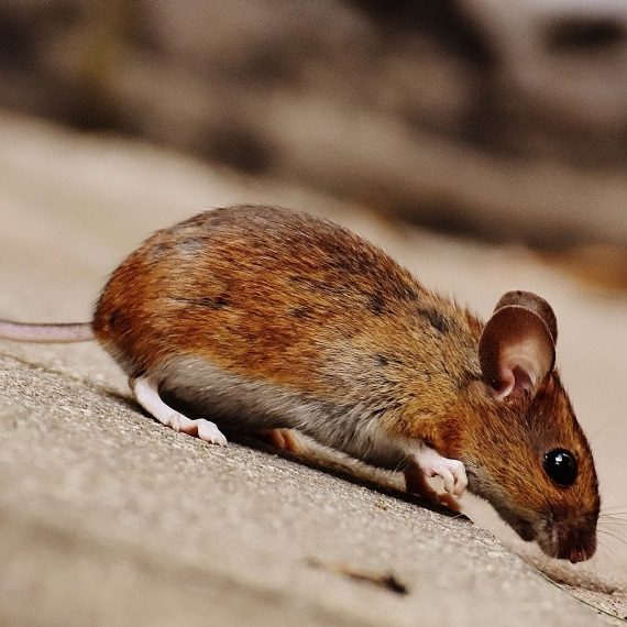 Mice, Pest Control in Mortlake, SW14. Call Now! 020 8166 9746