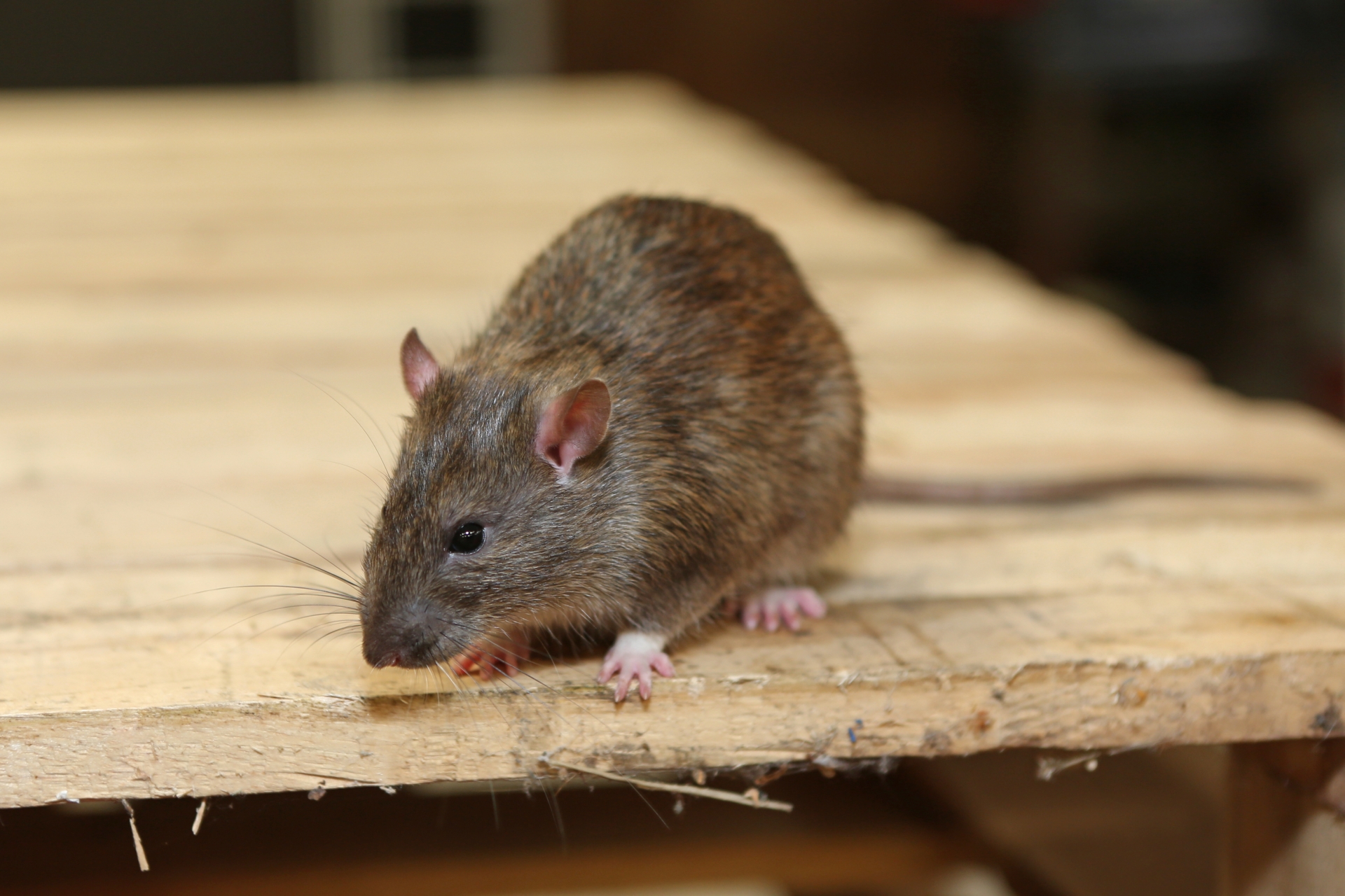 Rat Control, Pest Control in Mortlake, SW14. Call Now 020 8166 9746