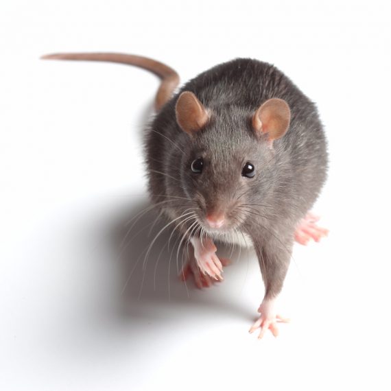 Rats, Pest Control in Mortlake, SW14. Call Now! 020 8166 9746