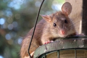 Rat Control, Pest Control in Mortlake, SW14. Call Now 020 8166 9746