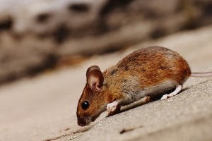Mouse extermination, Pest Control in Mortlake, SW14. Call Now 020 8166 9746