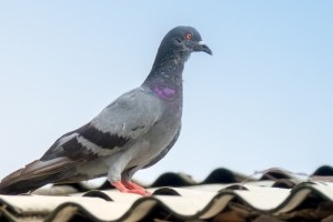 Pigeon Control, Pest Control in Mortlake, SW14. Call Now 020 8166 9746