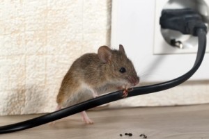 Mice Control, Pest Control in Mortlake, SW14. Call Now 020 8166 9746