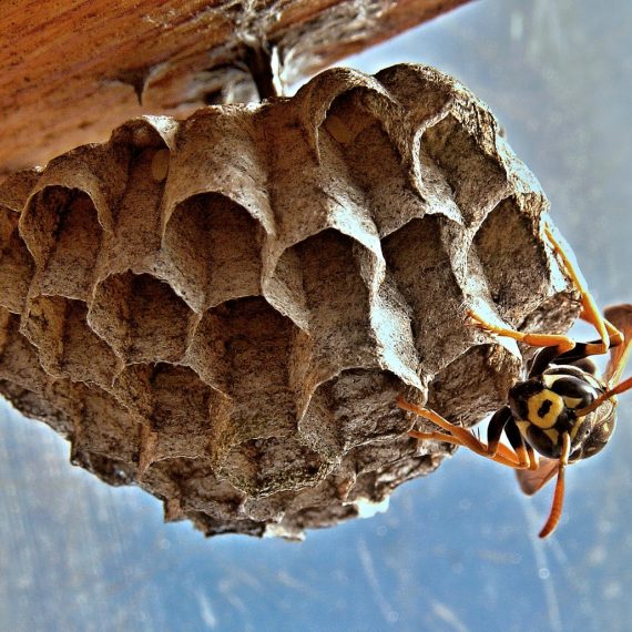 Wasps Nest, Pest Control in Mortlake, SW14. Call Now! 020 8166 9746