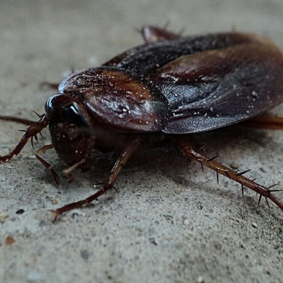 Cockroaches, Pest Control in Mortlake, SW14. Call Now! 020 8166 9746