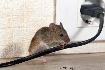 Pest Control in Mortlake, SW14. Call Now! 020 8166 9746